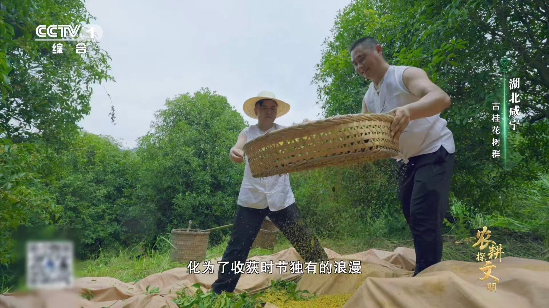 课文桂花雨具象化了 真的看到了桂花雨 原来“桂花雨”不仅是课文，更是代代相传的技
