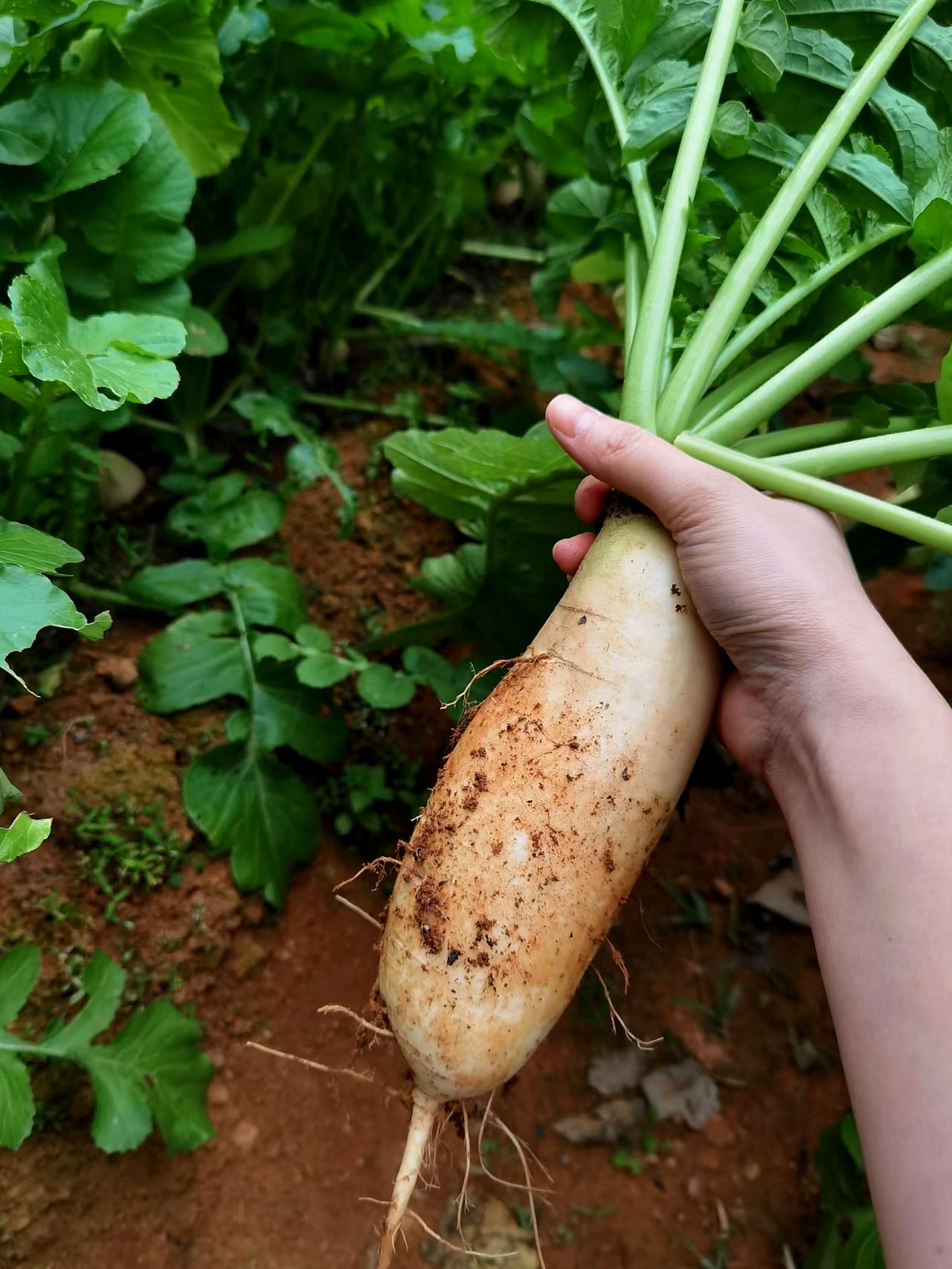 🔥白萝卜到底是“蔬菜界的人生”，还是“寡淡无味的边角料”？

白萝卜！这玩意儿
