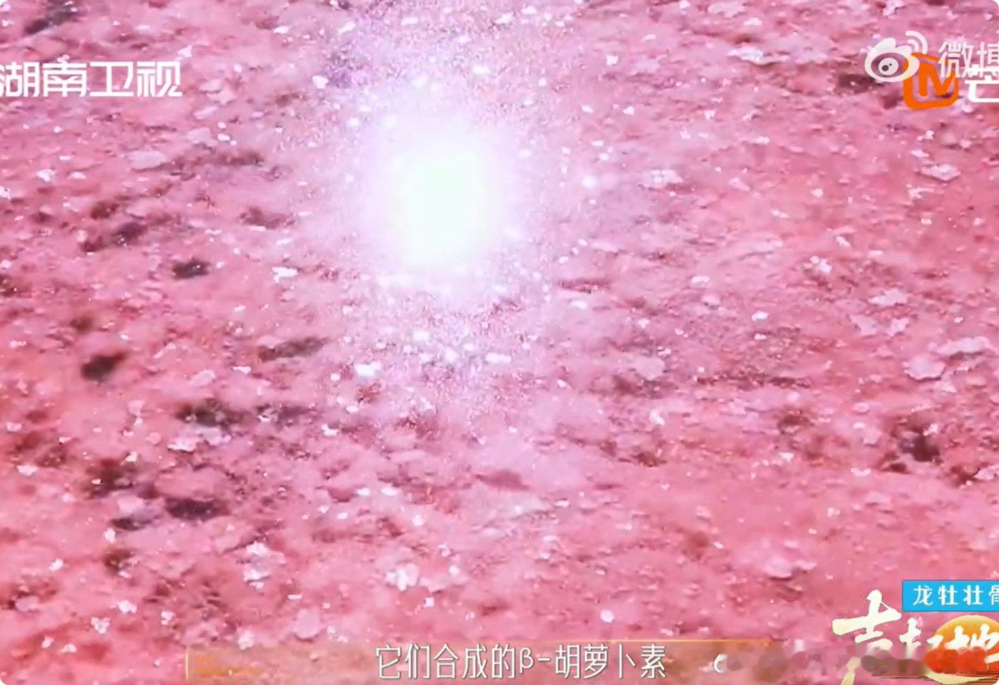 这就是周杰伦歌里的粉色海洋吗声起地平线夏季限定的粉色奇迹，盐晶闪烁波光粼粼，期待