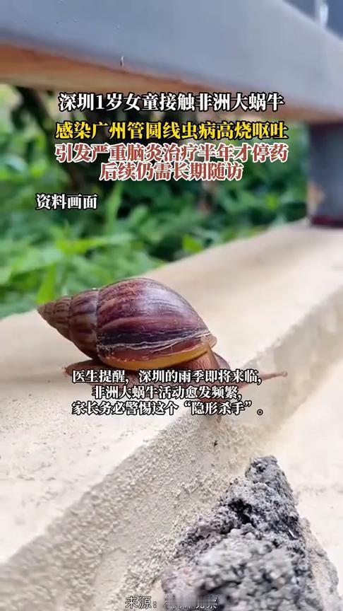 深圳1岁女童接触非洲大蜗牛，感染广州管圆线虫病高烧呕吐，引发严重脑炎，治疗半年才