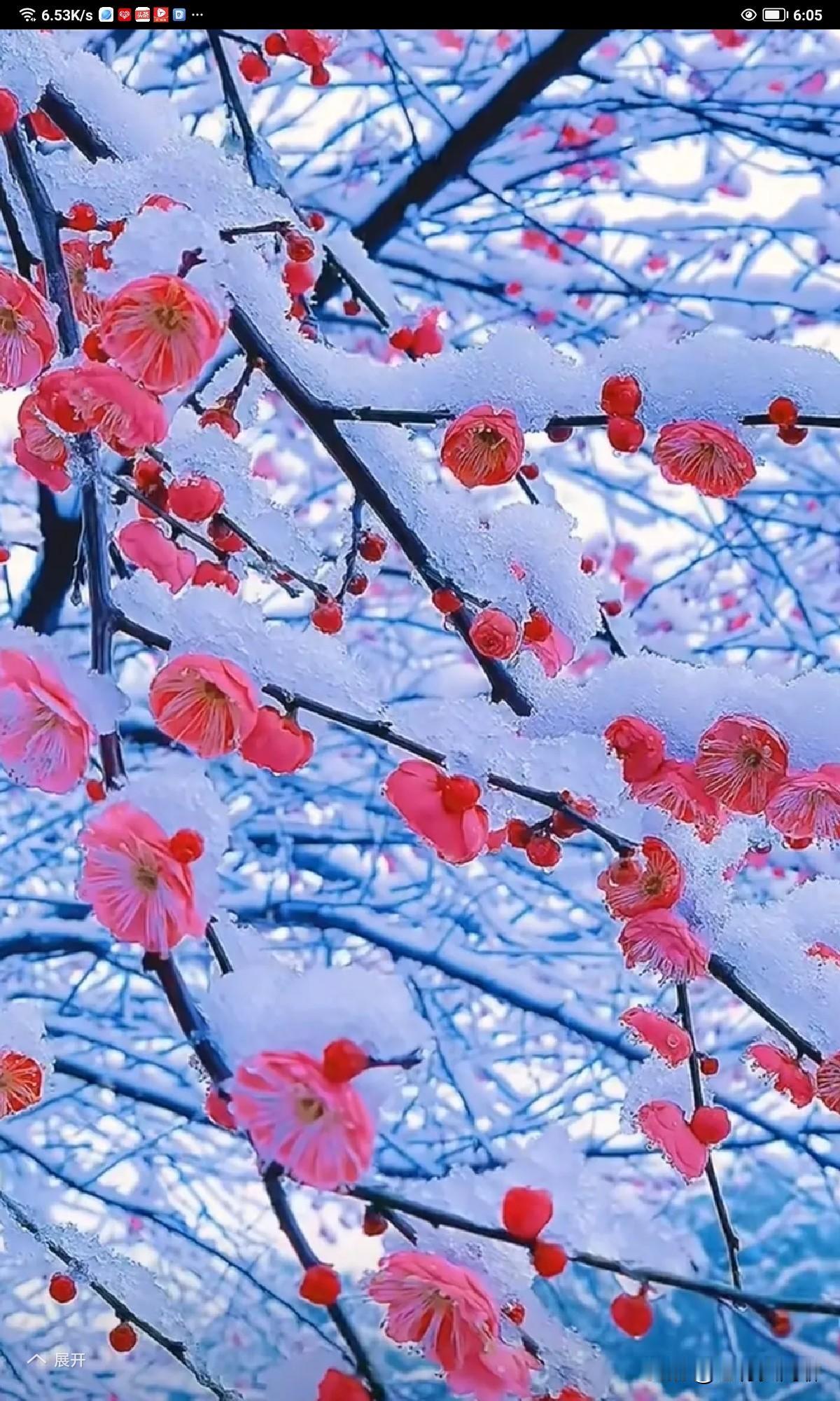 雪映寒梅月色冷，
又显梅景更素美。