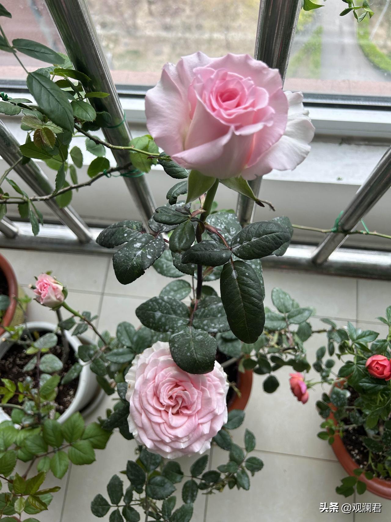 红色的是绝色果汁，它的优点是群开，能达到花团紧簇的效果。
阳台上的月季都是春节后