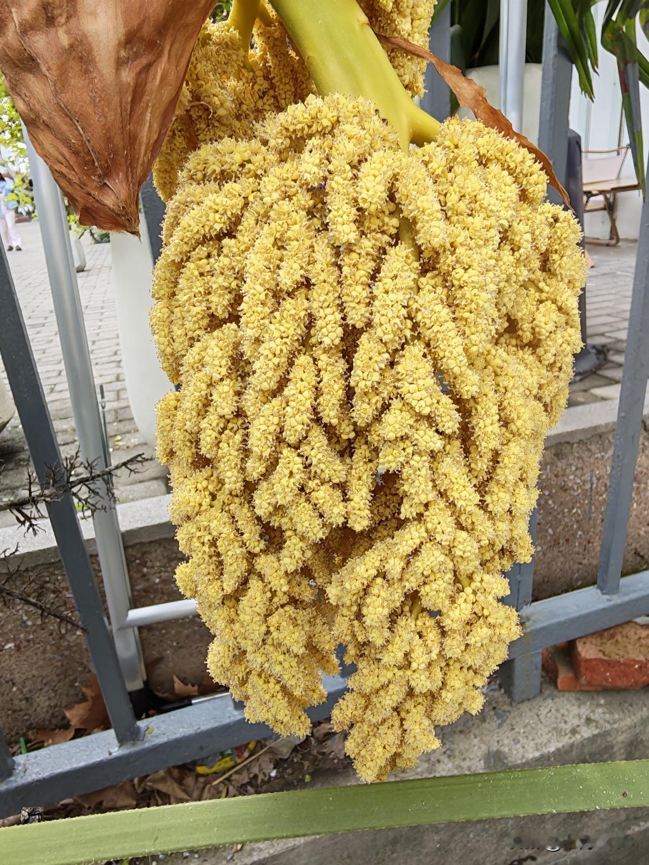 棕花也叫棕包，是棕榈树的花序

形态特征：呈密集的肉穗状花序，整体呈倒垂的圆锥体