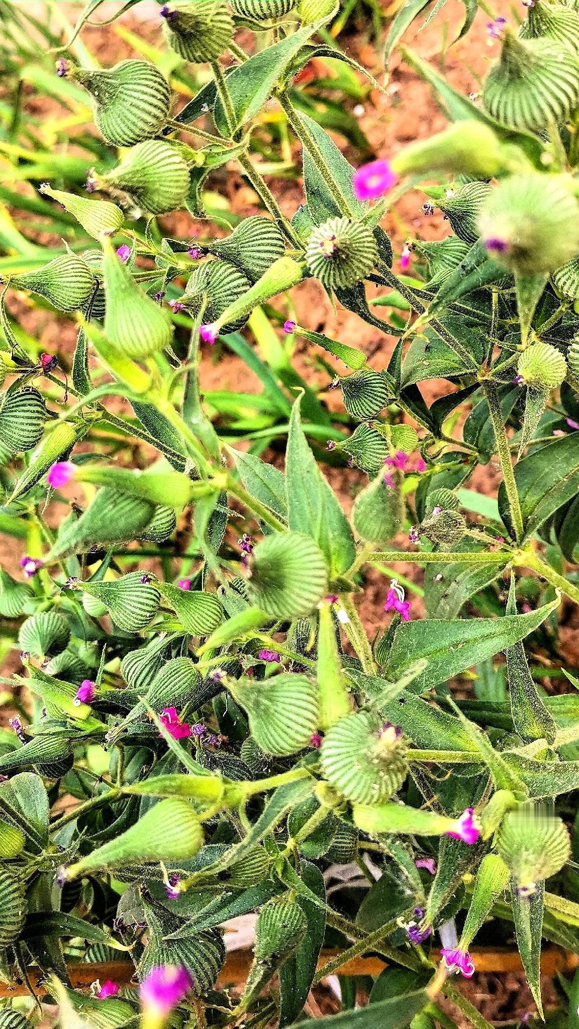 春暮花还在，芳菲今又开！