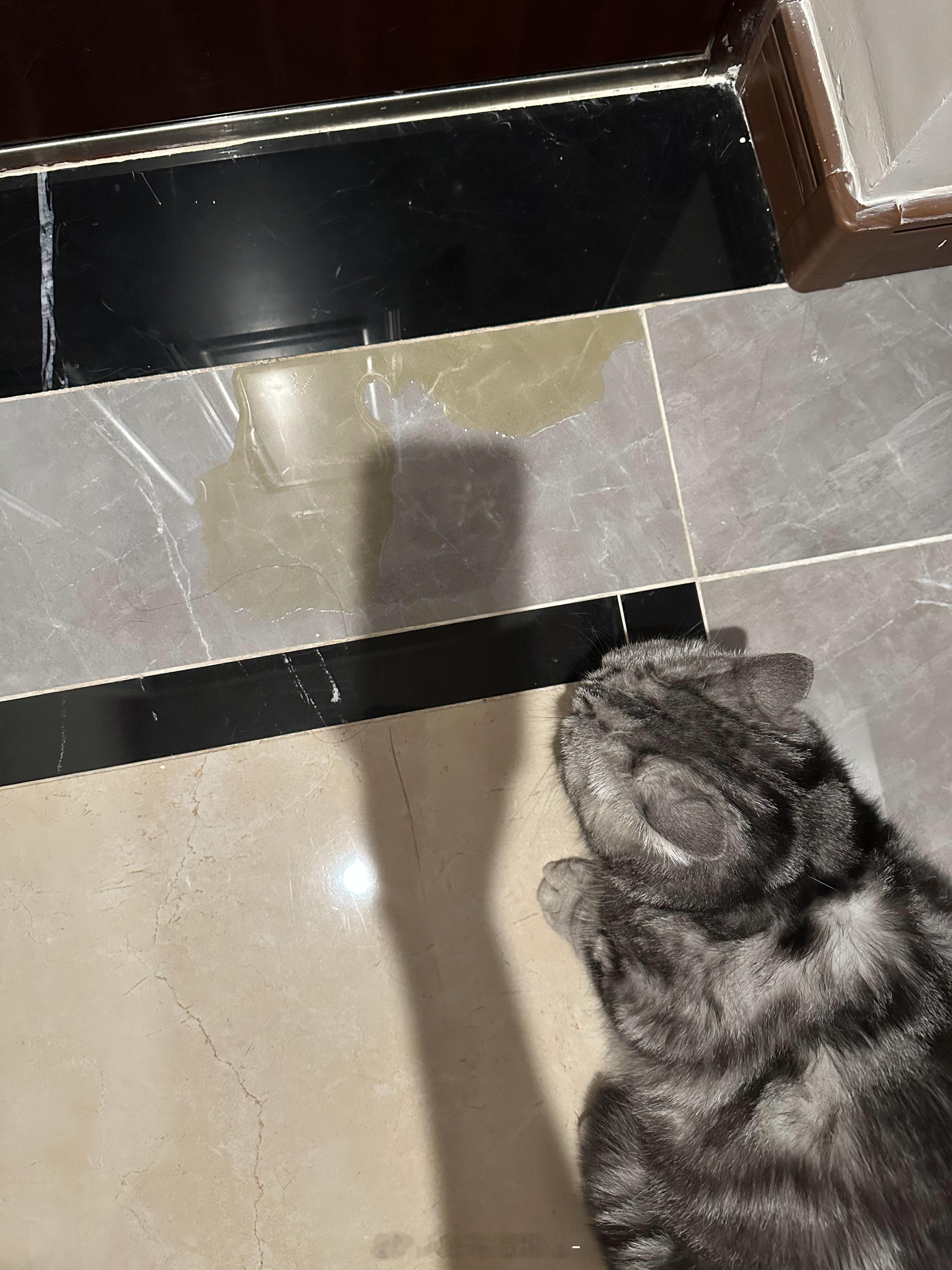 依旧坏猫 ​​​