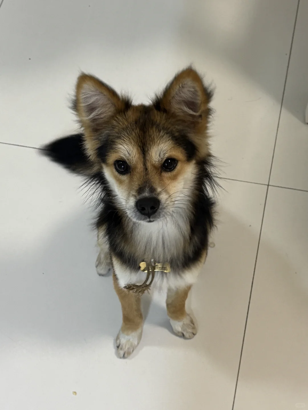 狐狸狗主动和我们回家了（虽然又走了）