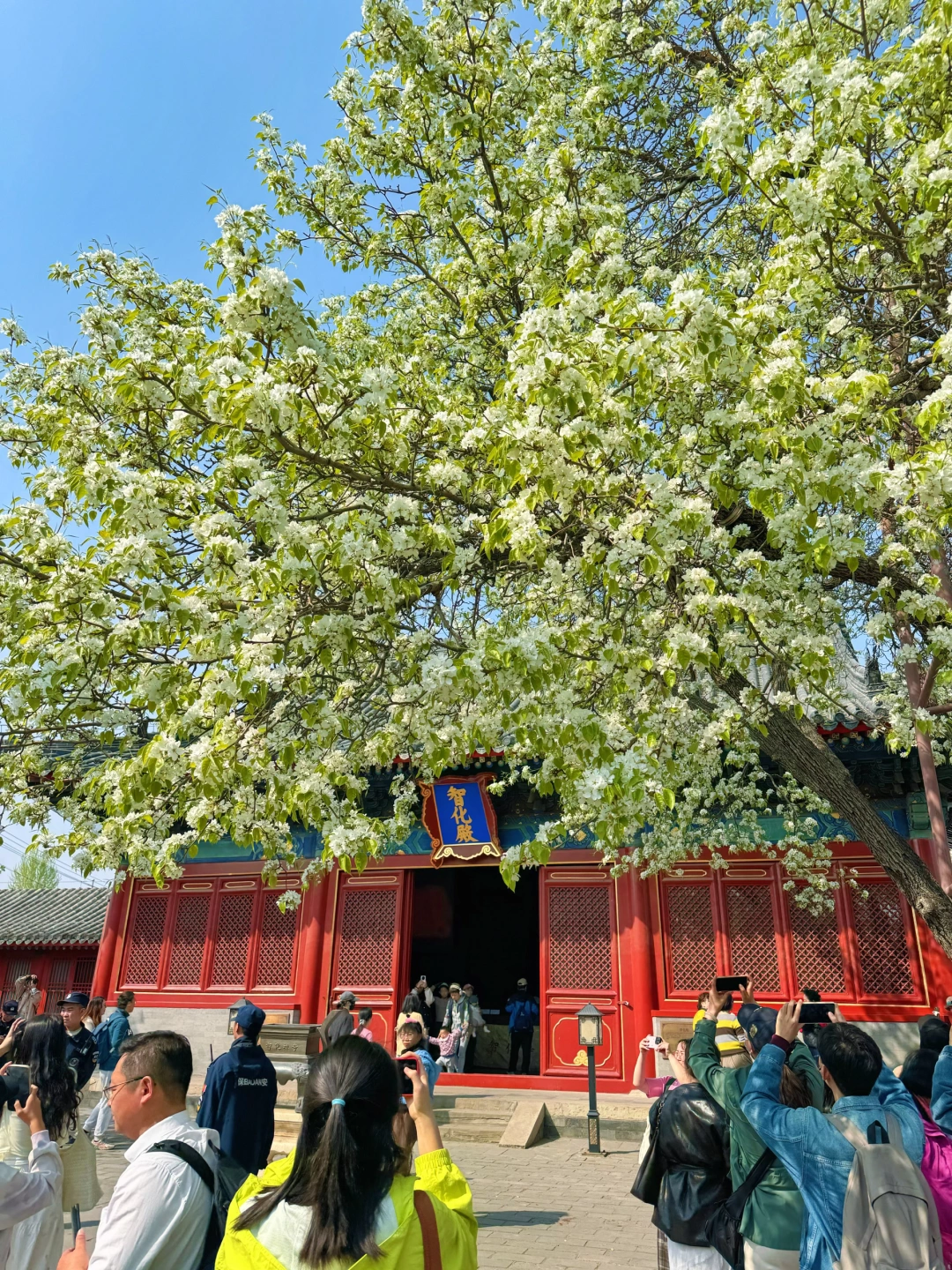 智化寺🌸梨花实拍 | 一张图告诉你怎么拍📷