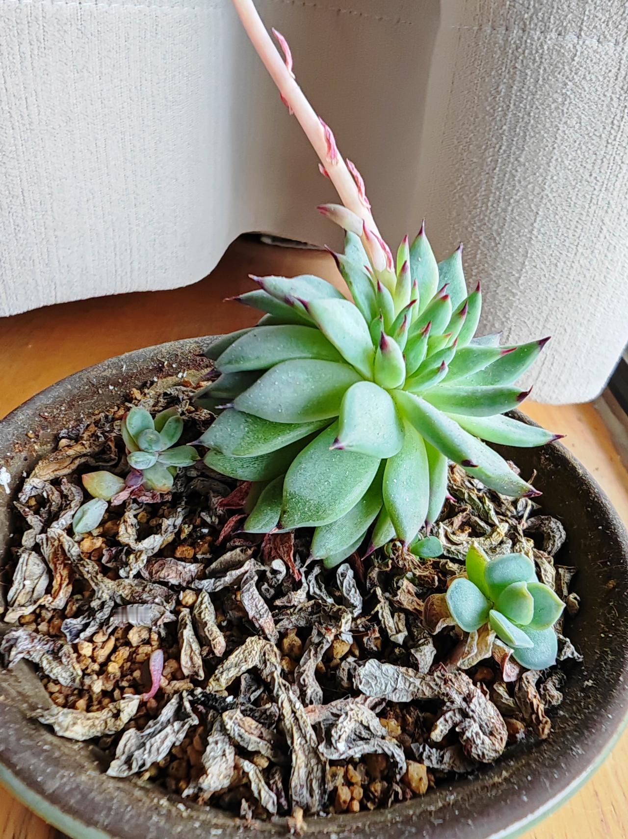 再加上在它干枯的那段日子，也算是巧合，盆里无意中有几片落叶自然叶插成活，于是我就