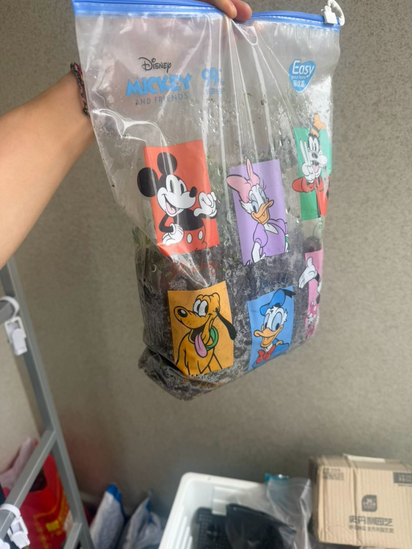 生命太强大了 种花多一袋土放家阳台包着塑料膜居然能长出四叶草？？ 