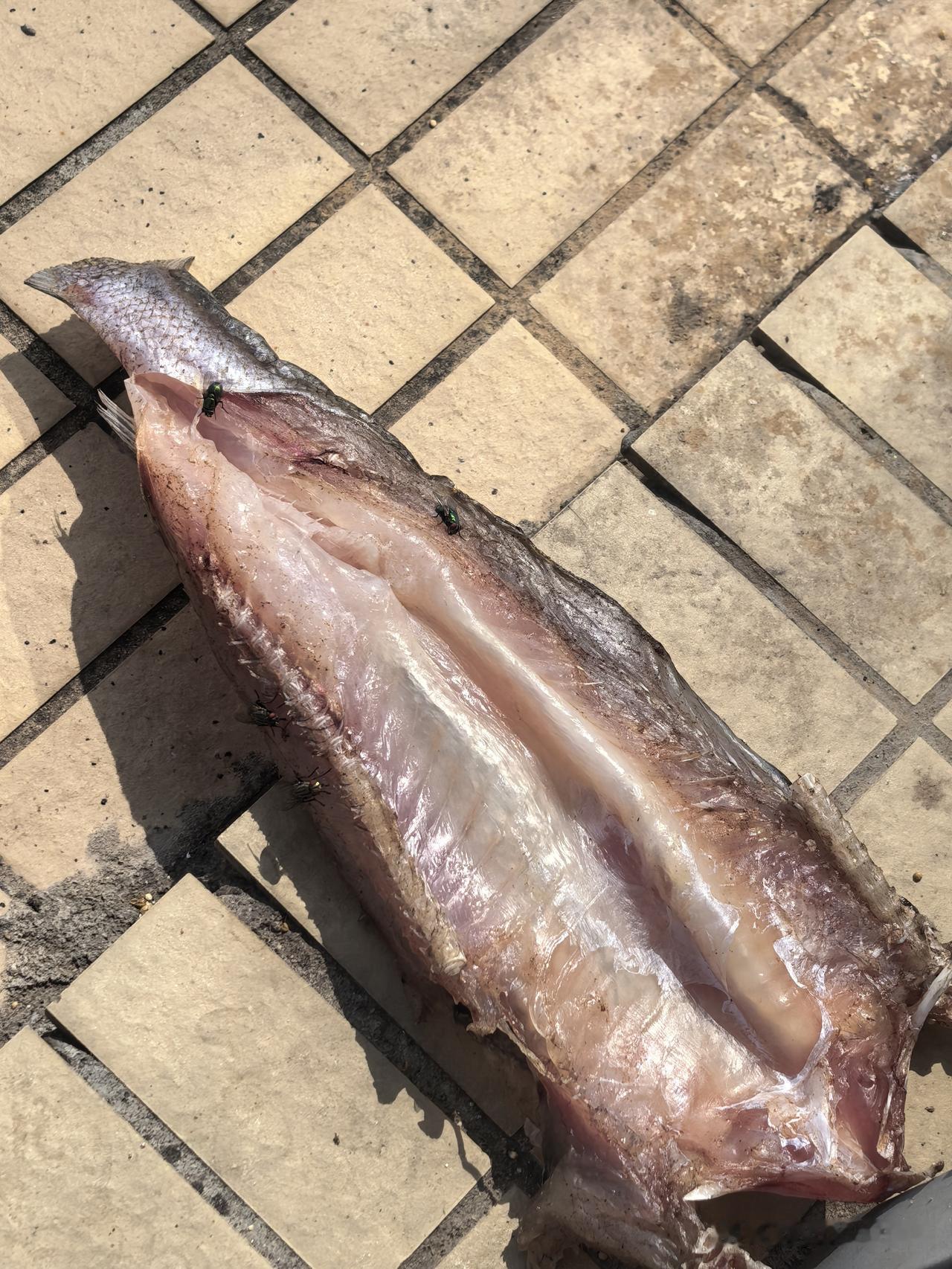 今天晒的干鱼爬满了绿豆苍蝇，我都有点不想要了