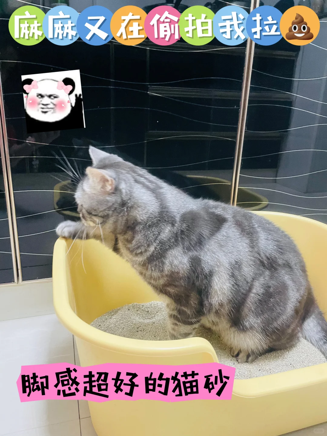 猫咪心水的猫砂就是好用👍