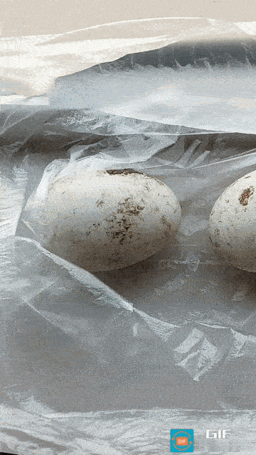 【三个鹅蛋一斤，十六块钱贵不贵？据说还能治病】

这是我今天在衡水滏阳大市场买的