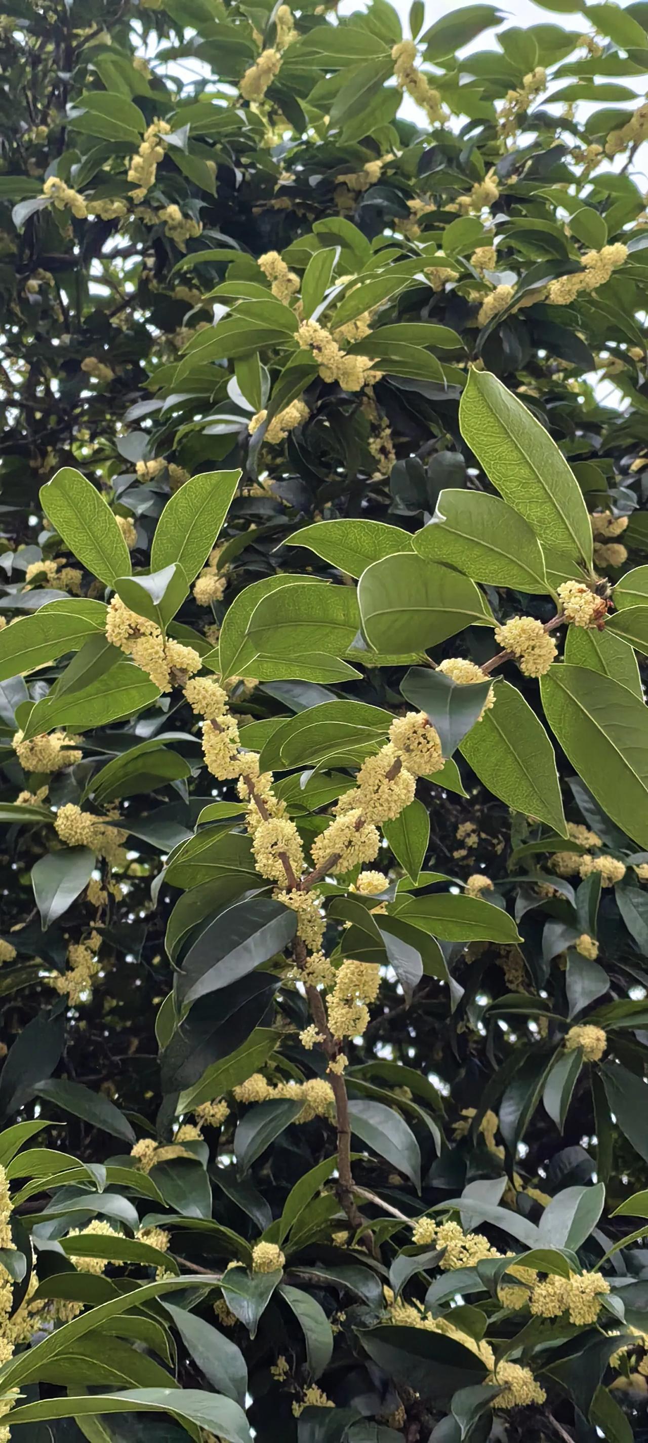 小岗村的停车场要收费的，大寨的停车场现在是免费的，这就是现实。