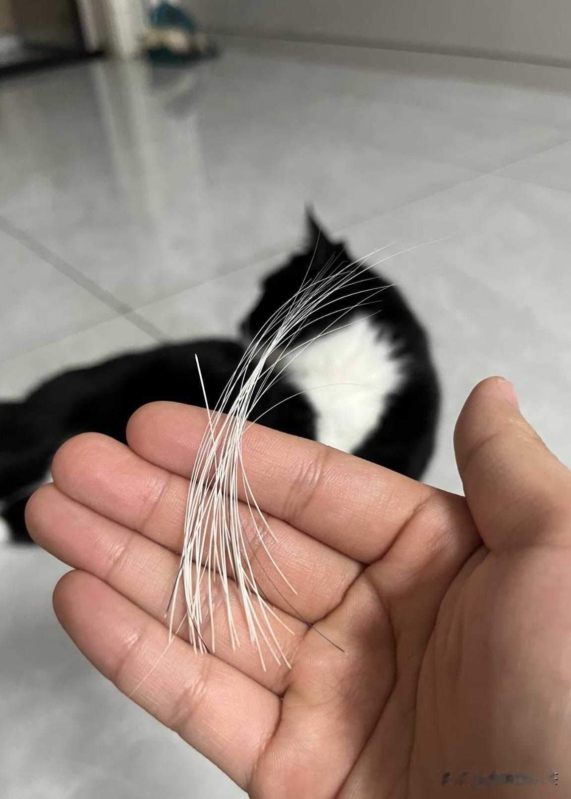 喵喵的胡子，听说看见的人许愿超灵！