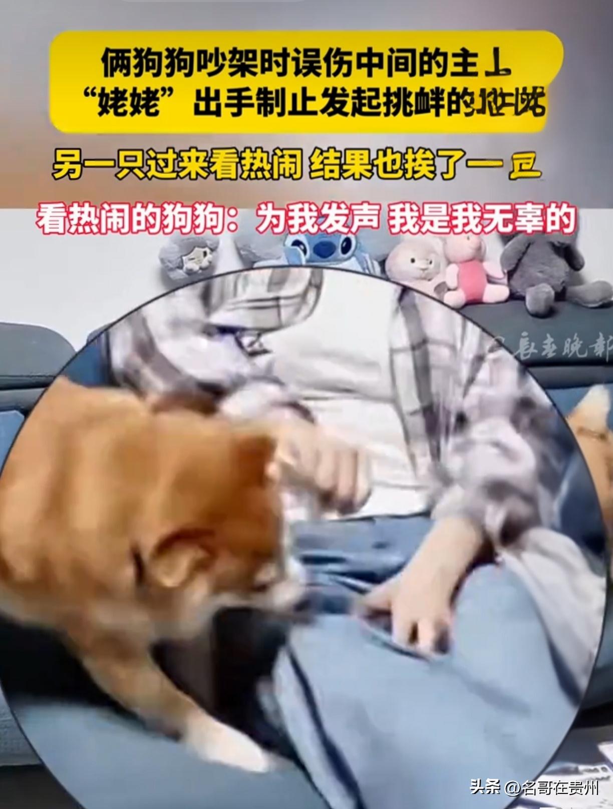 俩狗吵架误伤主人，姥姥霸气出手！看热闹的狗也挨了一下

俩狗吵架，主人站中间无辜