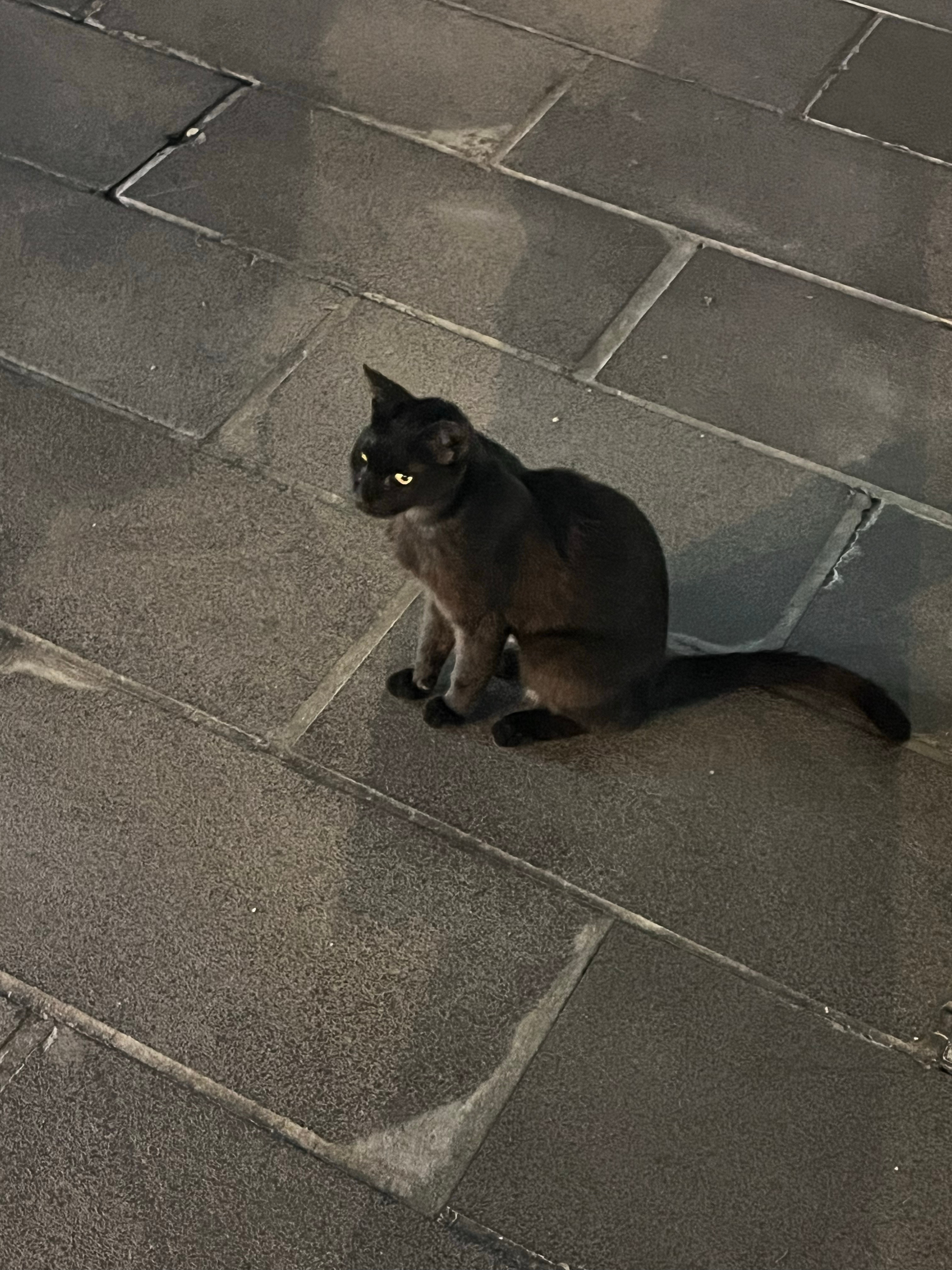 宝宝你还乖乖坐下让我拍🥹好漂亮 我喜欢黑猫🐈‍⬛ ​​​