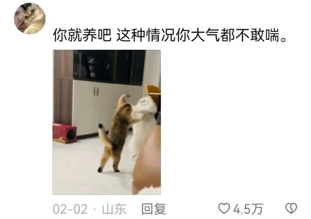 怪不得都养两只猫，真热闹啊[允悲] ​​​