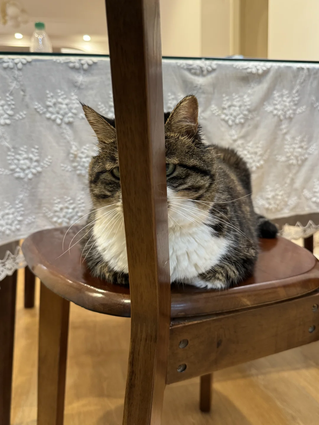 又拍到可爱的咪咪神图🥰🥰哈哈哈哈超好笑