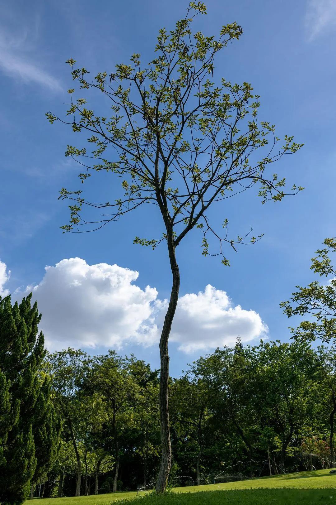 今早的感悟是：花草树木，直指人心。甚至可以说就是人心。如果我们的心能够像花草树木