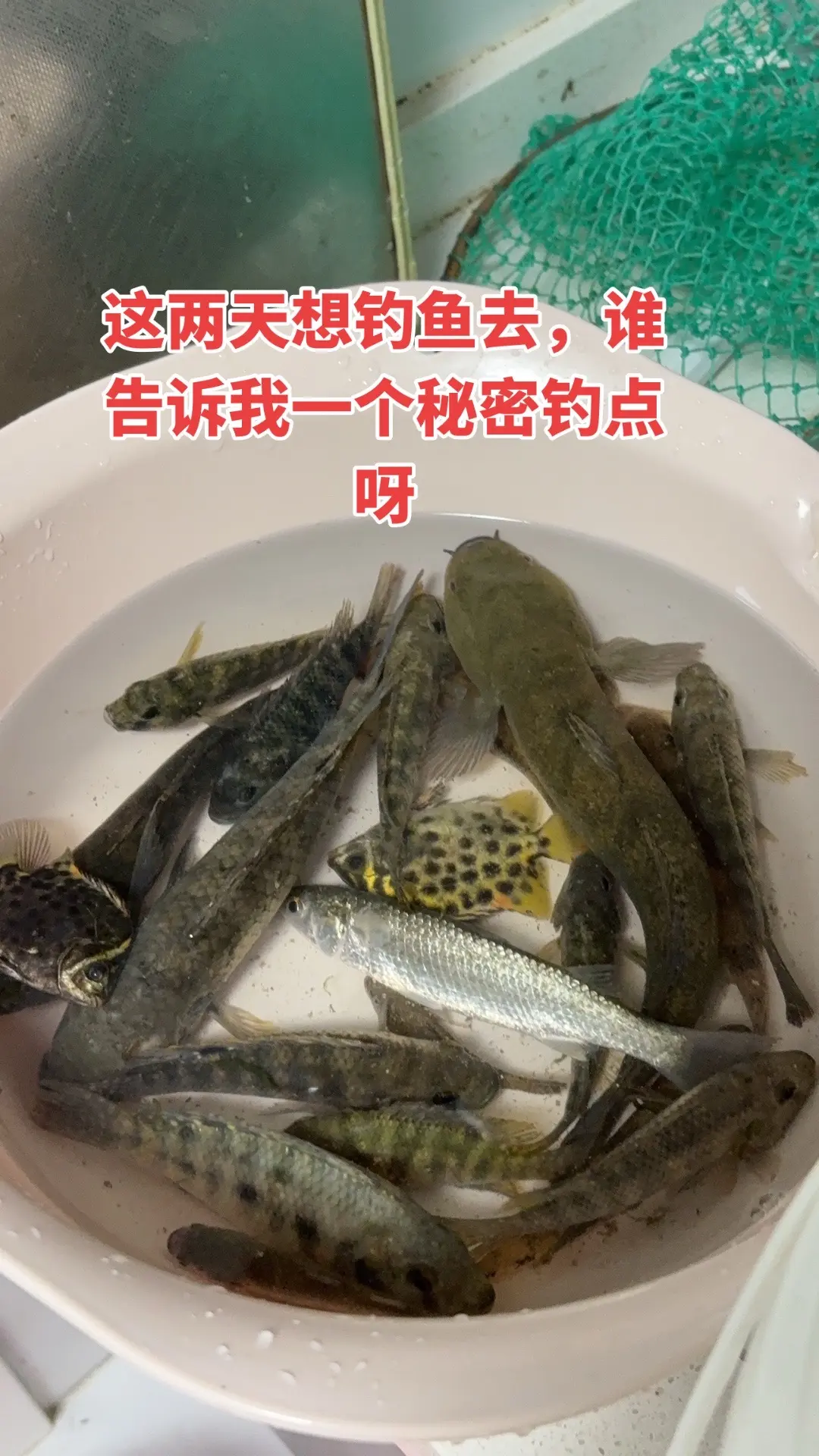 钓鱼 户外钓鱼