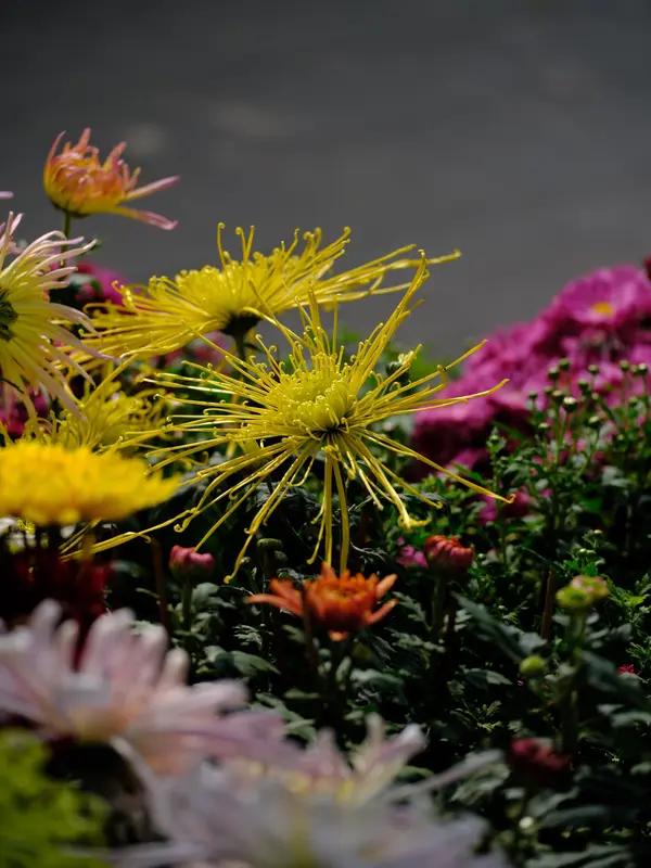 文彦的《赏菊》不知是怎样的佳作，要是续写的话，我觉得可以从不同角度切入。如果原文