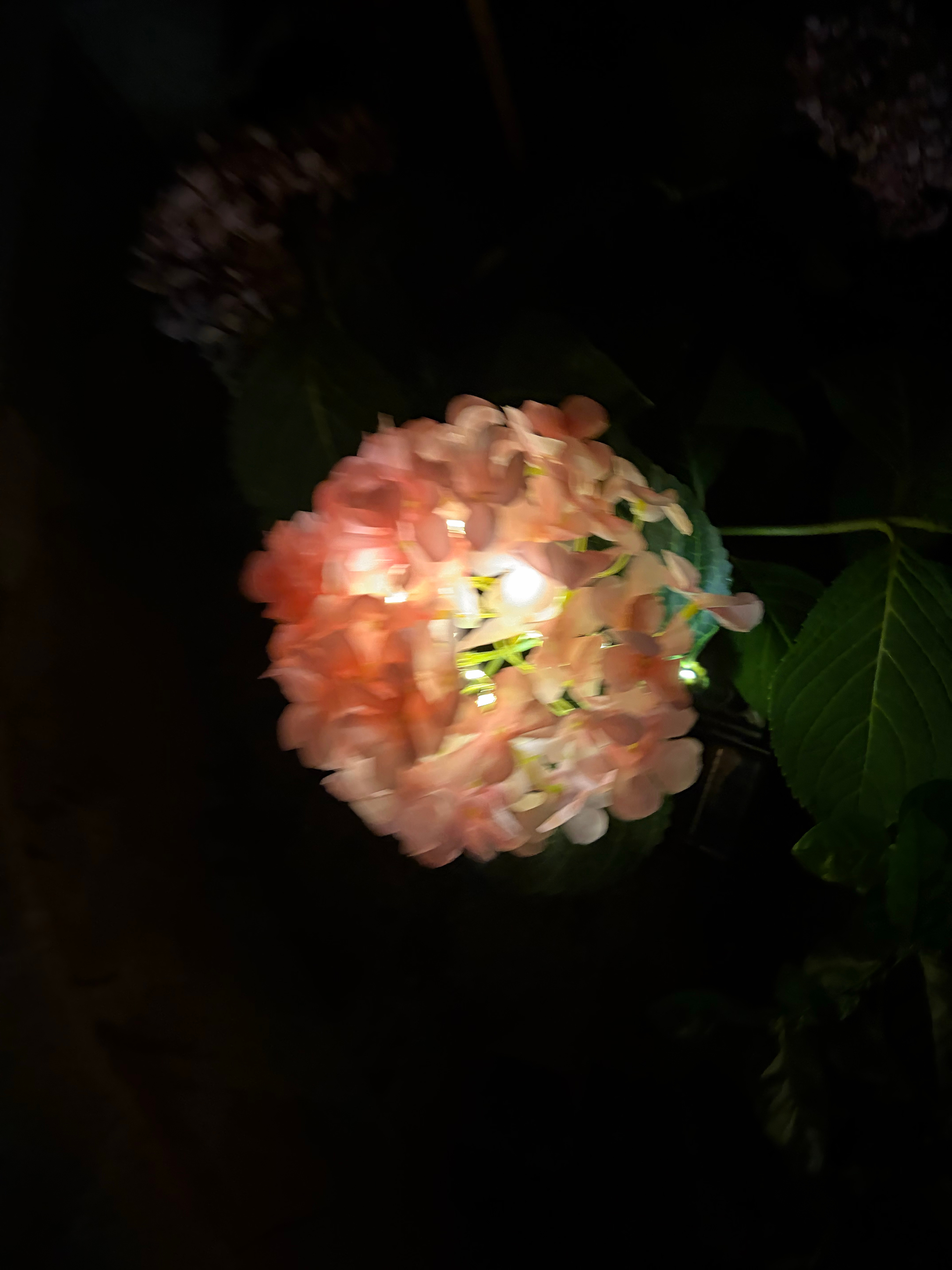 晚上浇花发现一只笨蛋小蝴蝶在我的绣球灯假花里安家了 被我浇水吵到了飞出来一圈又回