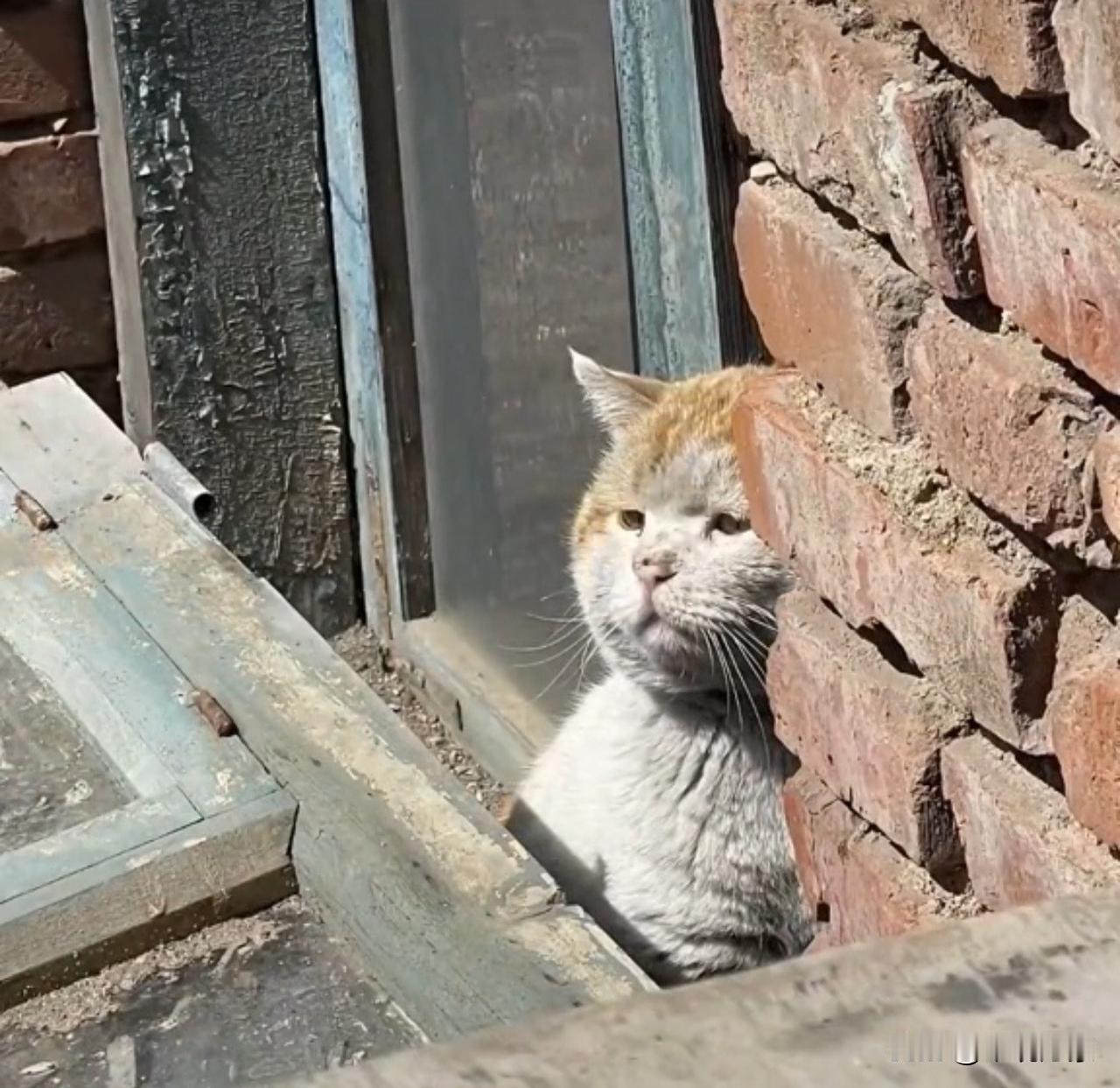 外婆家的猫咪，她好像有啥心事？