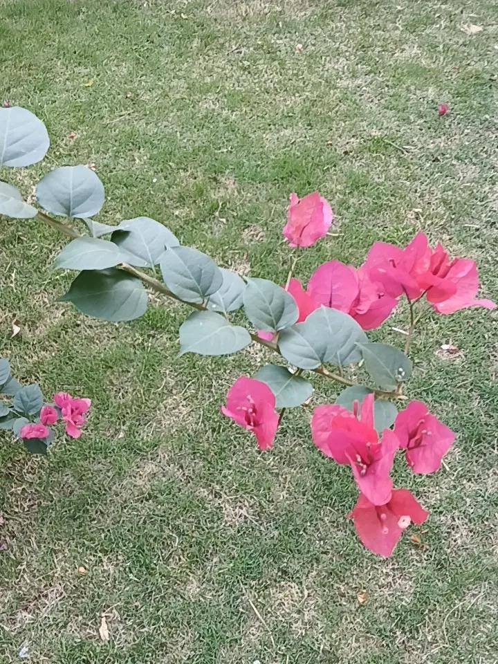 散步随手拍【原图】下楼。随手一拍