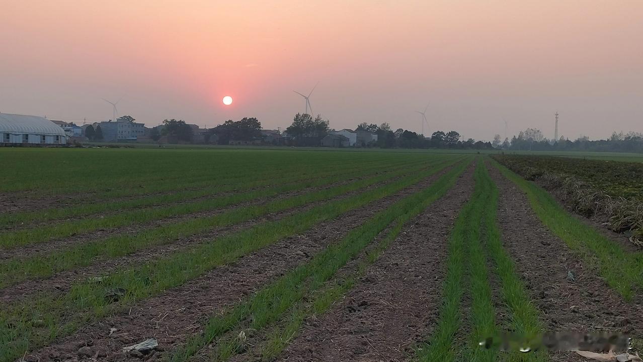 傍晚，去北边村里有点事，看天气不错，干脆步行吧！

夕阳西坠，空气清新，大蒜肆意