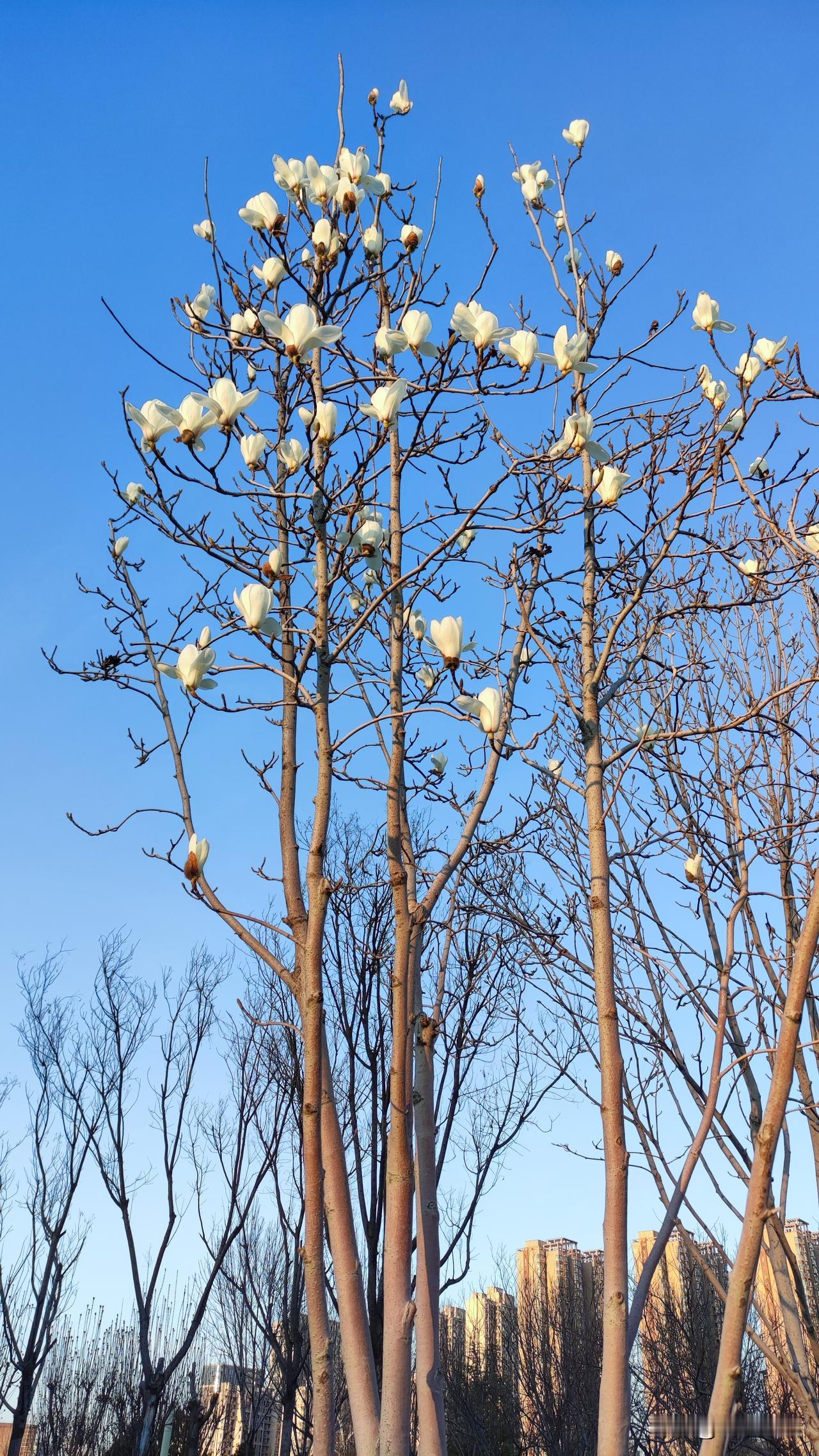 父亲，今年的玉兰花又开了，这已经是您走后的第19个年头了，今天路过这片玉兰花，我