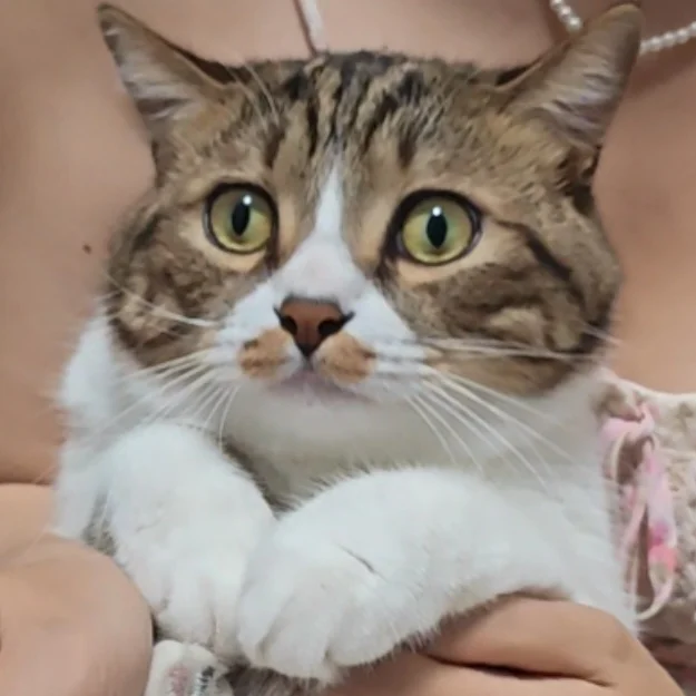 机灵小猫，在线求放过