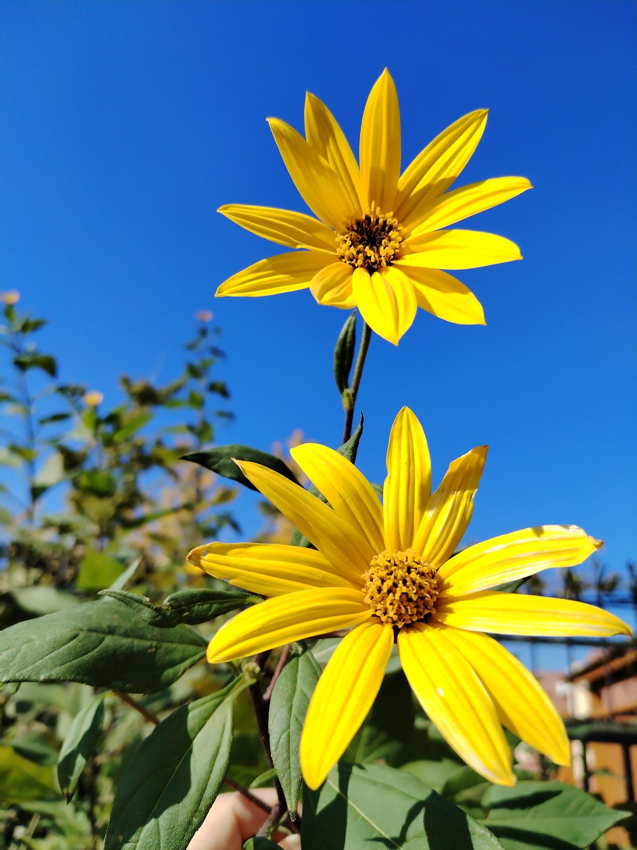 中日关系呈螺旋式下滑，几时能探底？
    自去年“搞事早苗”上台并道出所谓“真