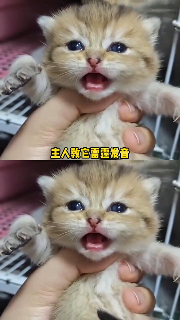 以为小猫的每个动作都是底层带满，没想到全是后期技能包加载的。果然有些小猫一眼就看