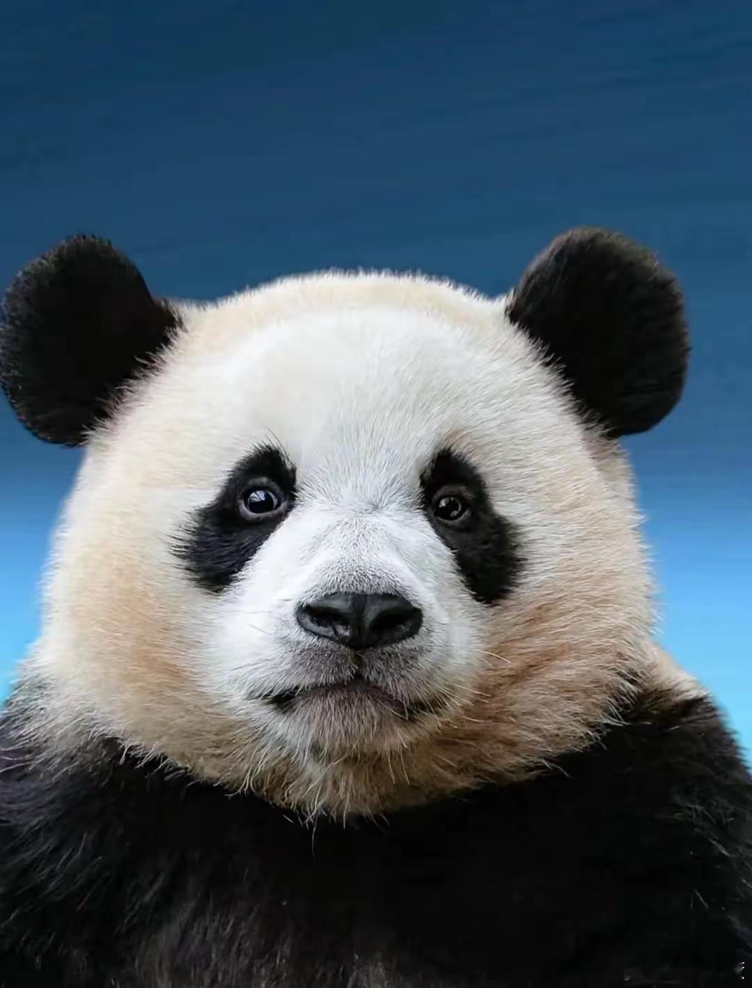 睿宝+辉宝=福宝睿宝看起来真的睿智要聪明一点点，辉宝是一只高冷傲娇的小熊熊，福宝