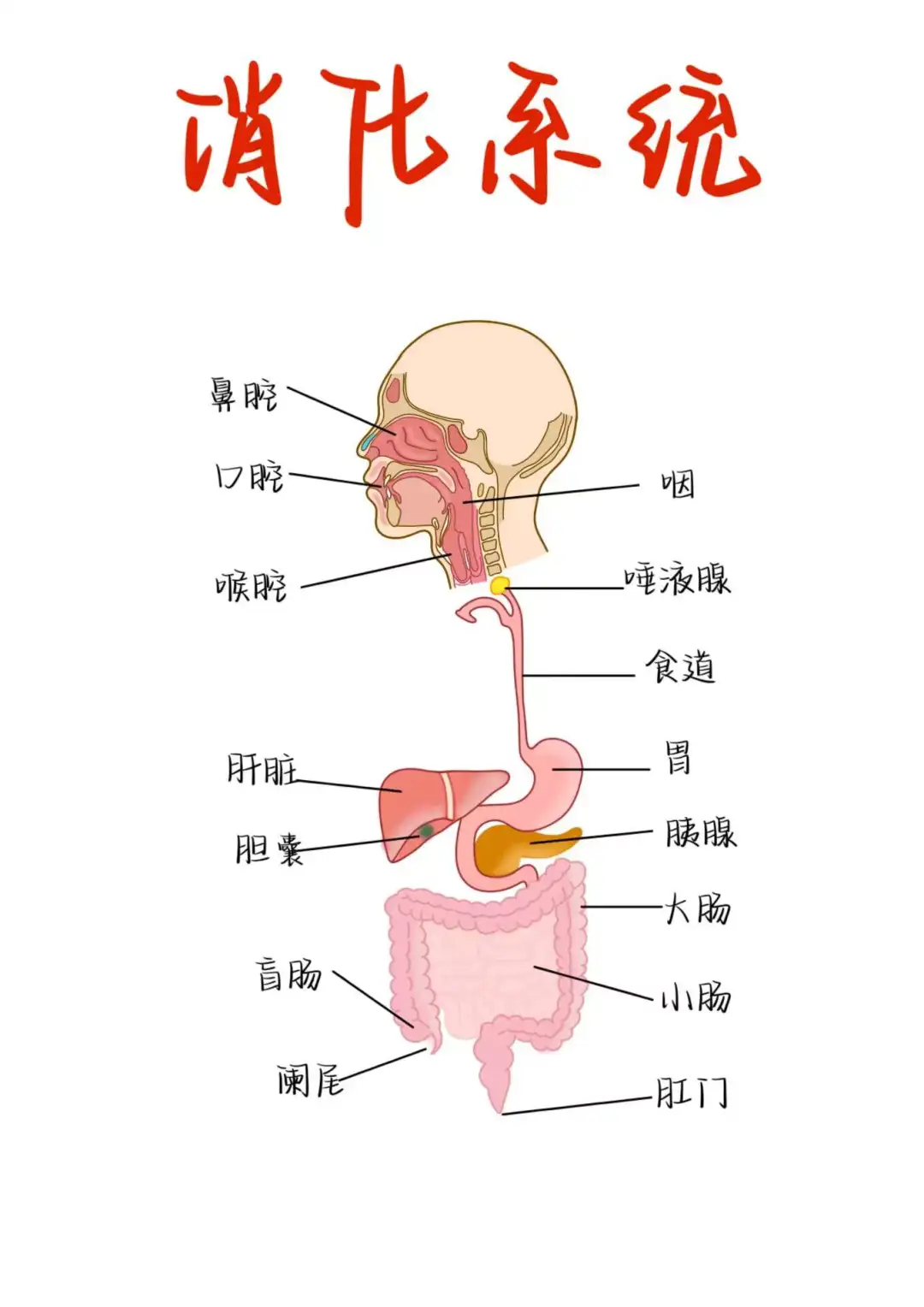 医学生笔记——消化系统