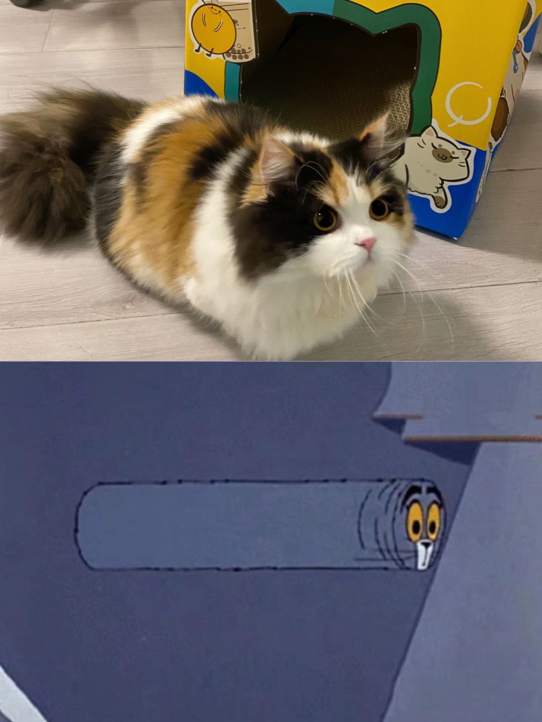 猫和老鼠没骗我！真的有圆筒猫猫！