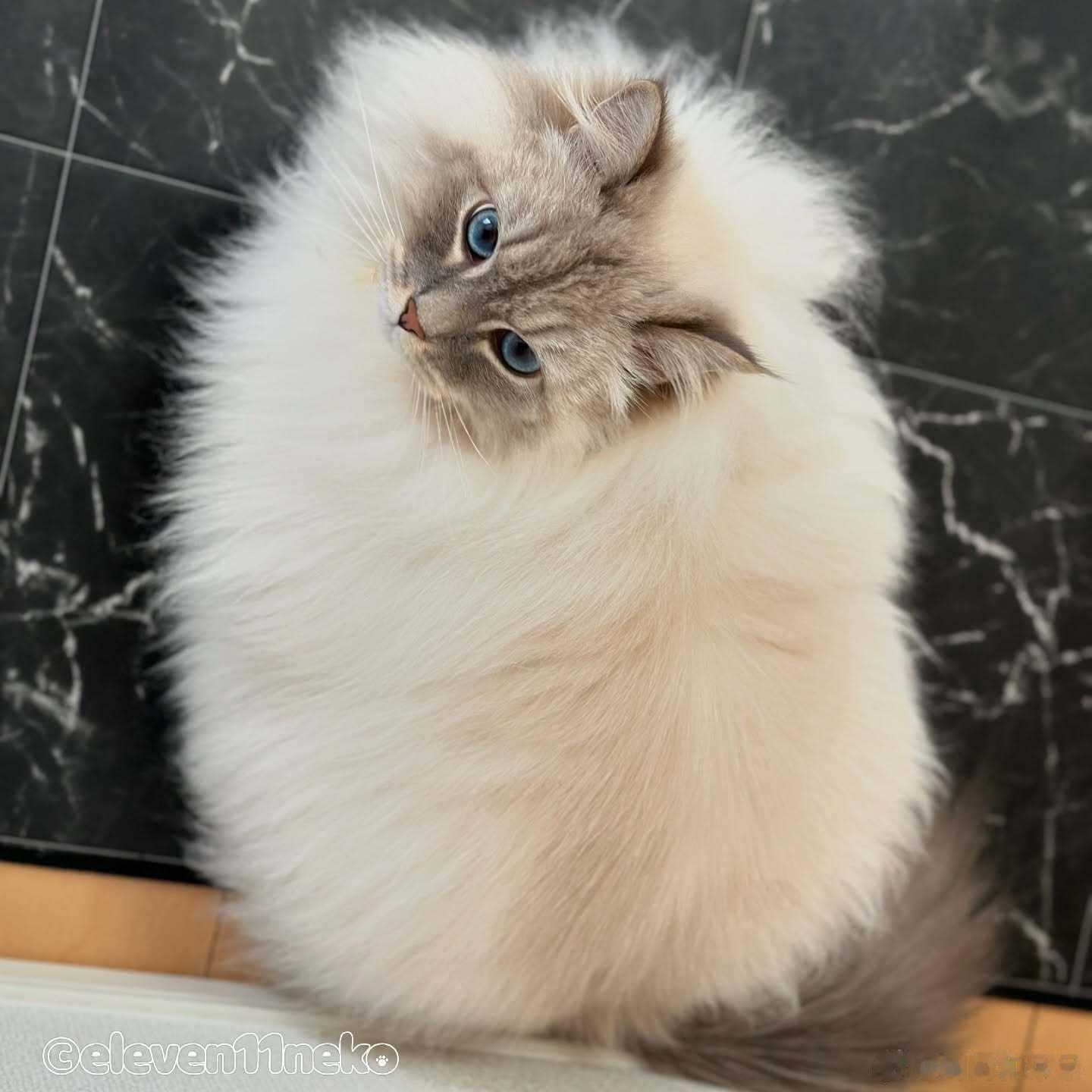 蓬松柔软西森猫cr：eleven11neko 