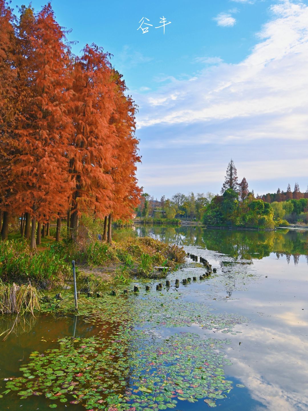 宁波北山徒步路线|慈湖水杉林-西悬岭古道