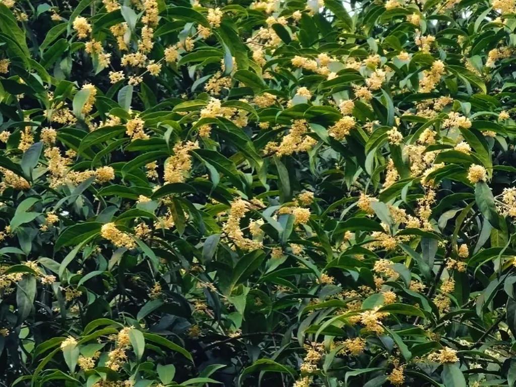 桂香满银城！快来寻味益阳秋日限定甜香
