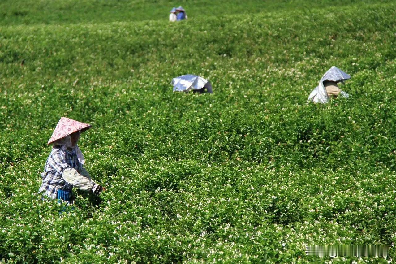 “风行过万里，月沉过海底，我遇见世间的一世，却只喜欢你。”有人形容自己对茉莉花茶