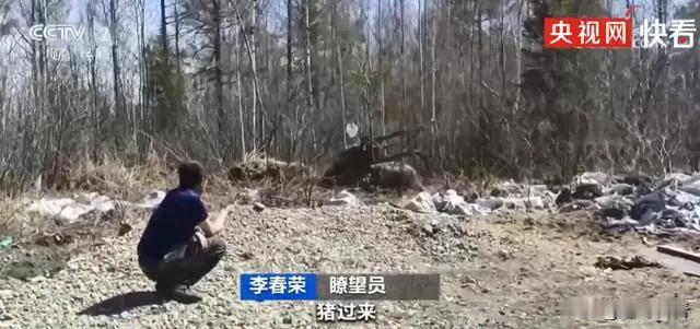 2020年，黑龙江男子无意间救下一头野猪，不料野猪赖在男子身边不走了，每天蹭吃蹭
