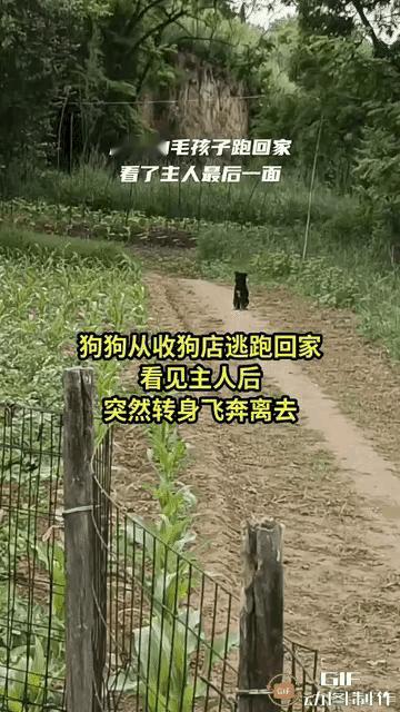十公里山路啊！
       旺财这傻狗，愣是从狗肉店笼子里刨出条生路，爪子磨得