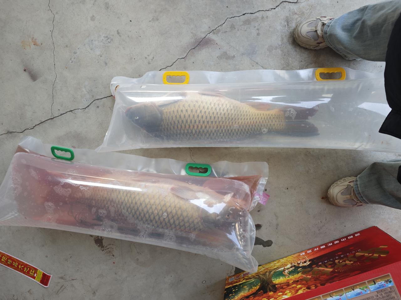 我们老家东平湖那边的鱼，你们见过这么大的鱼吗东平湖花鲢鱼