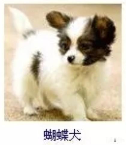 菩萨蛮9·蝴蝶犬
       雪茸轻缀斑痕巧，软耳垂摇娇容俏。眸底落星明，步轻