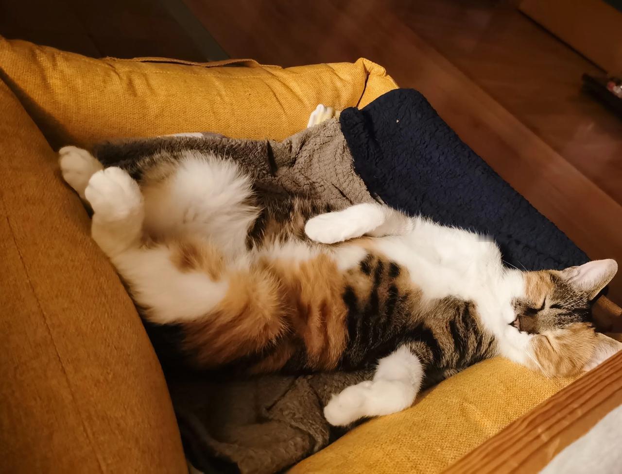妈妈问：对了，李老师，猫咪们天冷了要盖被子吗？我早上看她团着怕她冷，给她盖上小被