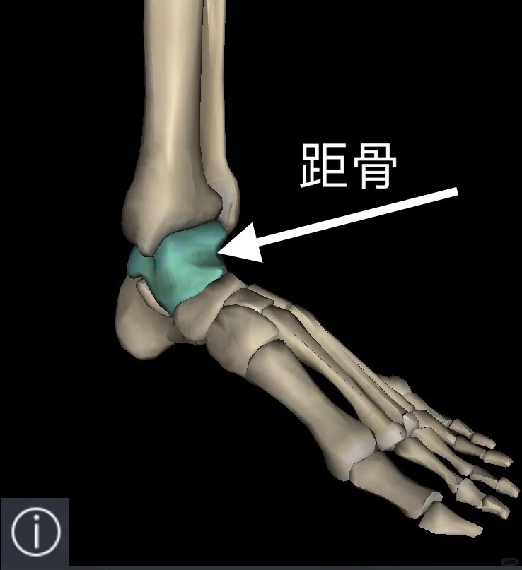 距骨是脚踝的核心