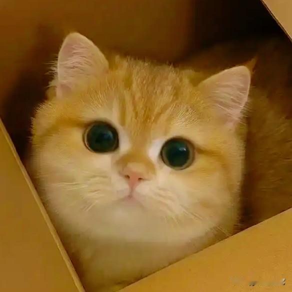 《静夜思·猫版》

床前猫跑慌，
疑是小毛霜。
举头扒柜顶，
低头舔爪忙。