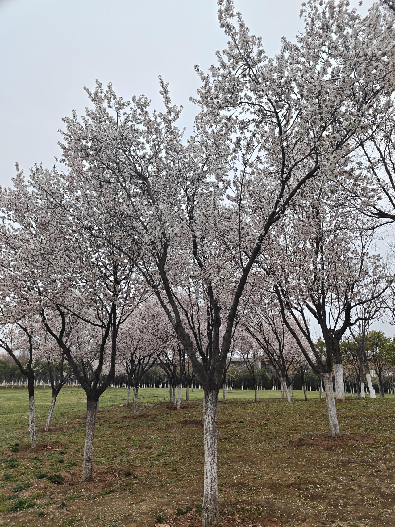 春日生活打卡季