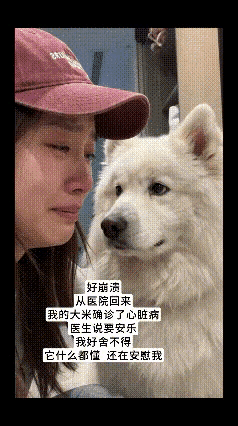 看到这一幕，心里一下子就堵得难受。
        从医院带回大米，心脏病的诊断