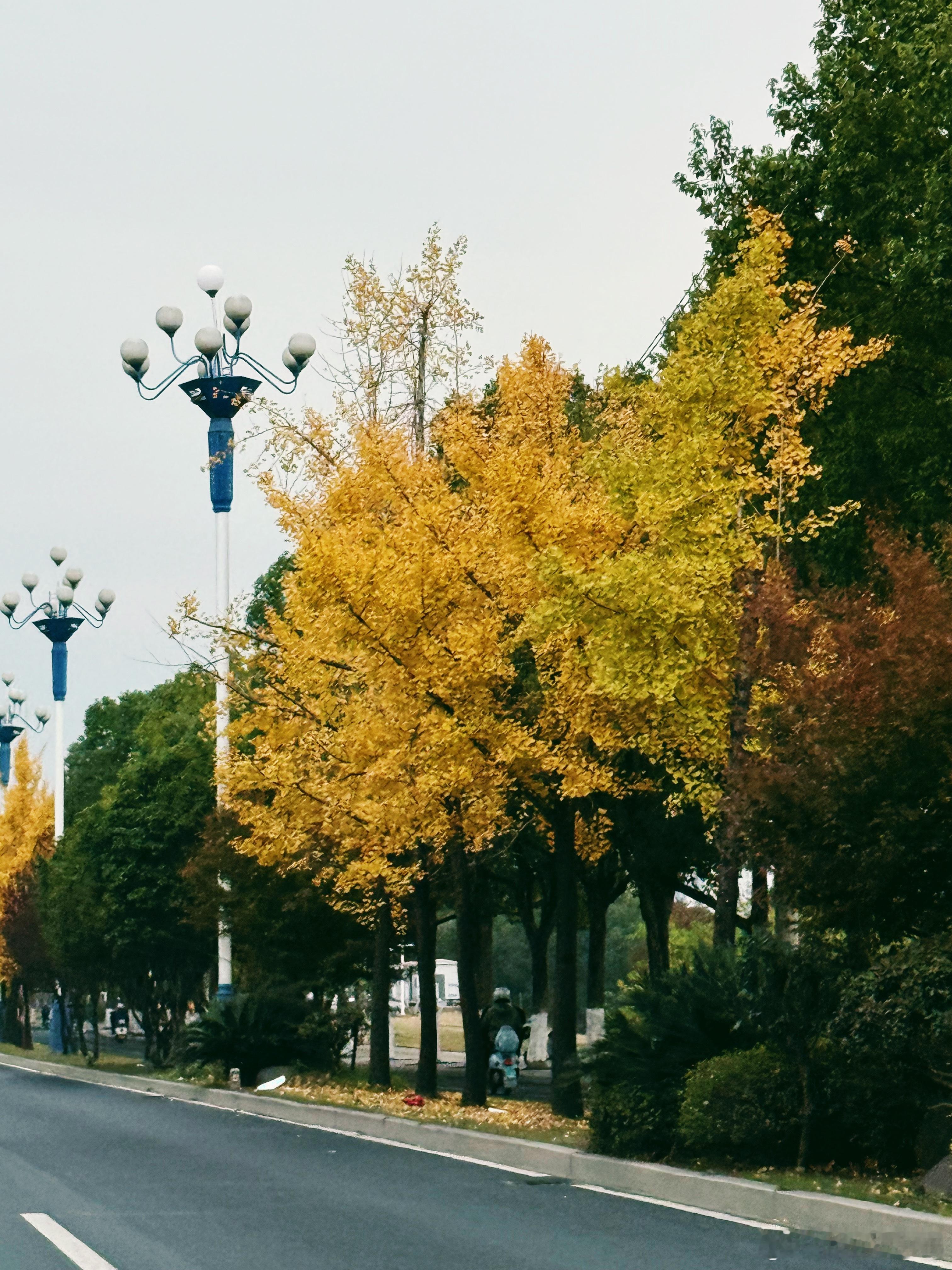 突然发现黄山路边的银杏已经很美啦…… 